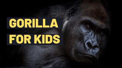 gorilla youtube|interesting facts about gorillas.